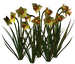 Цветы в PNG